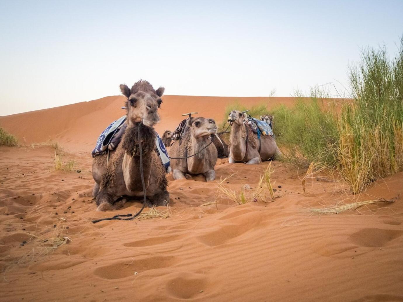 Aladdin Merzouga Camp מראה חיצוני תמונה